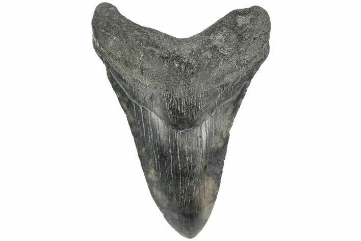Fossil Megalodon Tooth - South Carolina #168178
